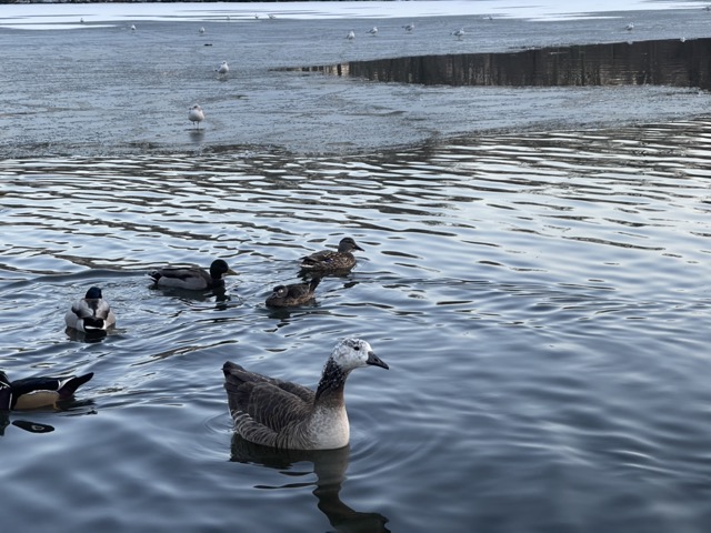 An unusual hybrid goose at Kissena Park.