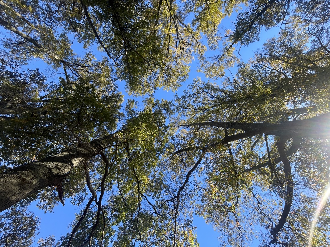Panoramic sunlit forest trail