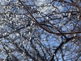 Ice on a tree branch in Alley Pond Park.