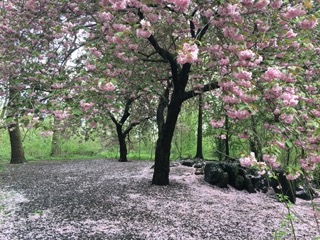 Cherry blossoms in bloom at Flushing Meadow Park.