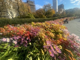 Chrysanthemums in the conservatory garden.
