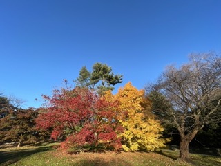 Colorful display of leaves in autumn