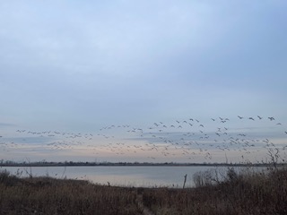 Snow geese flying over Jamaica bay in winter.